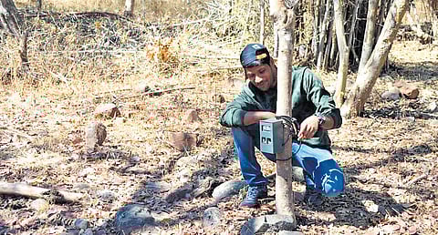 GIS and remote sensing are helping to track species and help conservationists dive deep into the lives of elusive wildlife.