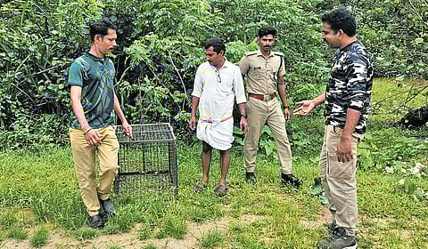 Forest officials set up cages at Manakkapady in Karumalloor grama panchayat