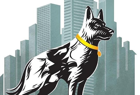 Bengaluru's ecological collapse has a face - And it’s a dog