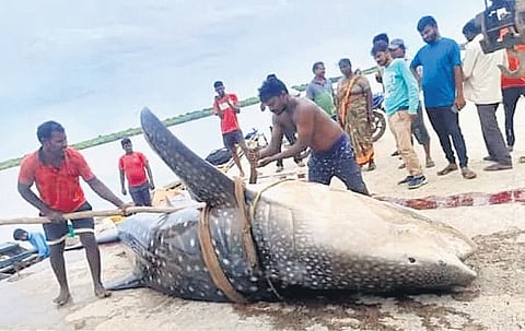 Fishermen catch two endangered Whale Sharks in Andhra, one dead, set other one free