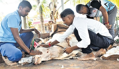 An ox that was injured in the accident in Keresur village of Dharwad 