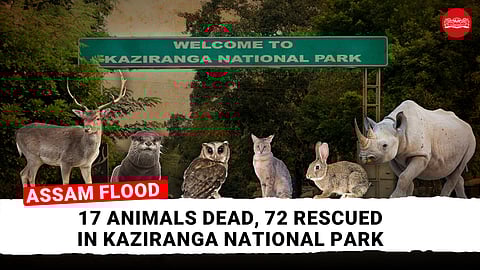 Assam flood: 17 animals dead, 72 rescued in Kaziranga National Park
