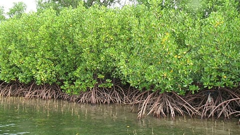 Mangrove forest. Image used for representational purpose.
