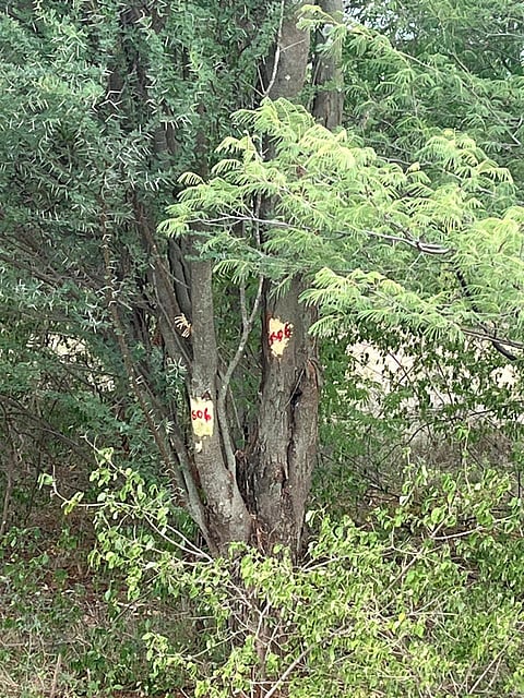 The forest department began an initial assessment of the trees after a notification was issued for the proposed site of the project in Kadayam village of Oddanchatram taluk.
