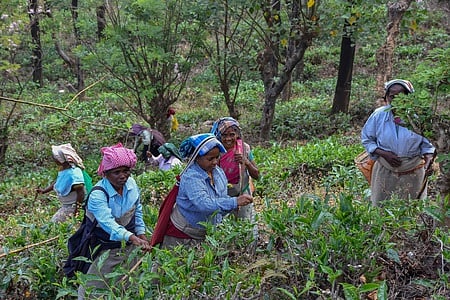 The women tea estate workers are engaged in their job in Manjolai in Tirunelveli