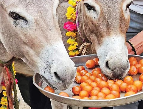 Madhya Pradesh: Raining gulab jamuns on donkeys for divine aid!