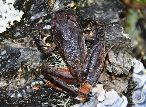 The newly discovered species of forest-dwelling horned frog at the Tale Wildlife Sanctuary in Arunachal Pradesh.