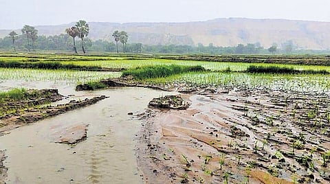 A paddy field flooded with slush from opencast projects of Singareni Collieries Company Limited in Manthani mandal