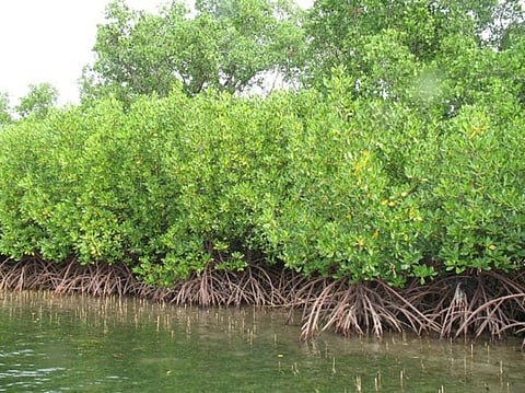 Mangrove forest. Image used for representational purpose. 