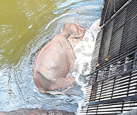 Sources said the elephant had slipped and fallen into the water near Thekkadi region on Tuesday night. 
