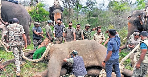 Bannerghatta National Park and forest staff secured a tuskless male elephant after it was captured on Monday.
