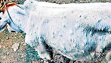 Image used for representation.