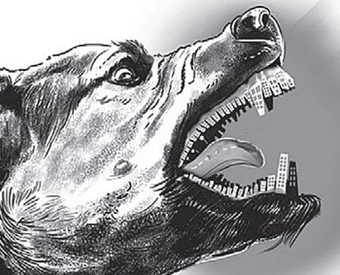 Animal Birth Control centres to curb dog menace in Hyderabad