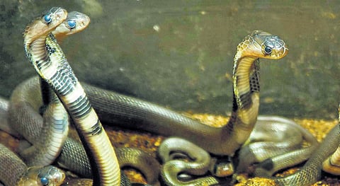 Representational image