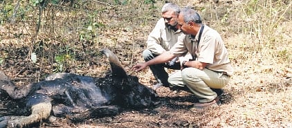 Forester GV Reddy (left) and scientist Dr K Ullas Karanth examine a tiger kill