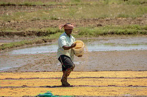 A farmer spreading paddy seed in his field 
