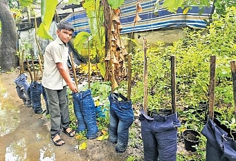 Boy devises new farming technique using old jeans in Kerala