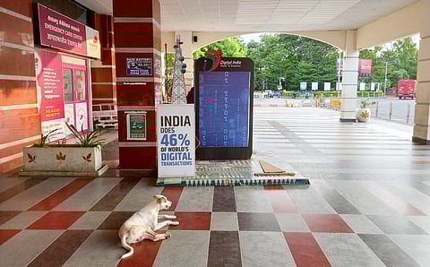 A stray dog spotted on the premises of Tiruchy railway junction, on Thursday