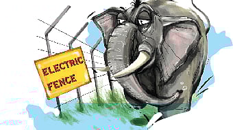 Odisha worst-hit in human-elephant
conflict 