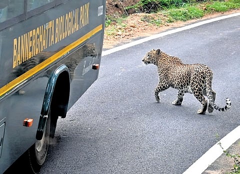 BNP is home to two tigers, number of leopards, sloth bears, elephants and herbivores. 