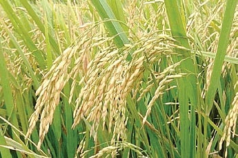 Image used for representational purpose.