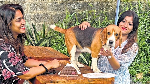 The serene environment of With Fur cafe is an inviting space for humans and their furry friends. 