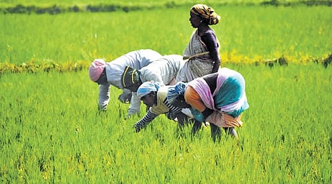 1,11,405 farmers quit paddy cultivation over the past three years. 