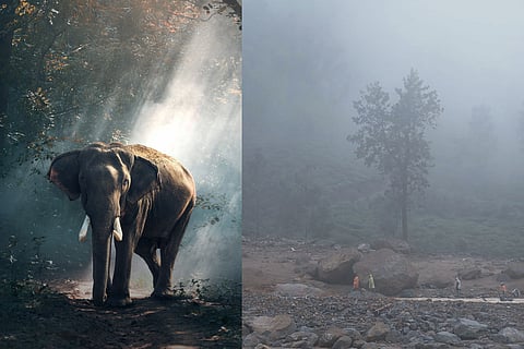 Wayanad landslide survivor credits wild elephant with saving her family during night of chaos