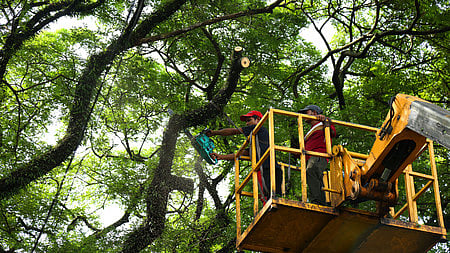 Image used for representational purposes only. Workers trim branches of a tree to prevent them from falling on electric lines.
