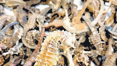 Dried seahorses seized by DRI at Kempegowda International Airport 