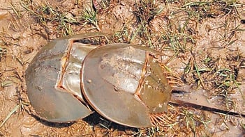 Horseshoe crabs in Odisha