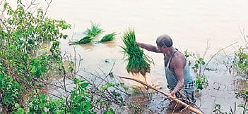 Debendra Swain trying to recovered paddy sapling bundles 