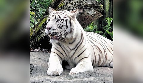 The app will also deliver audio and video content to engage visitors. 