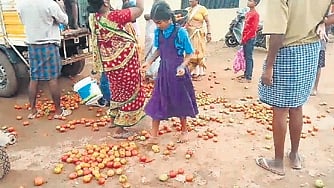 A schoolgirl collects tomatoes dumped by farmers in Lakshmeshwar on Thursday 