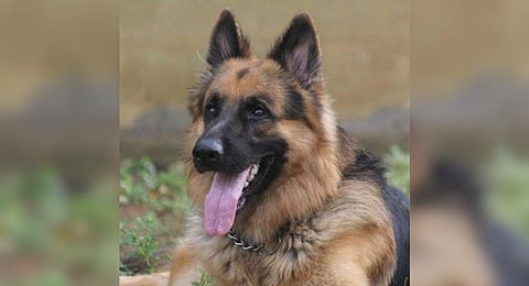 Representative image