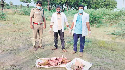 Forest department officials along with veterinarians retrieved the carcasses and buried them in Kulumur forest in Ariyalur after postmortem