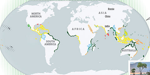 Planting mangroves can’t compensate for undisturbed mangrove forests
