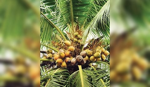 Both the coconut varieties are climate-resilient and suitable to grow in the coastal belt.