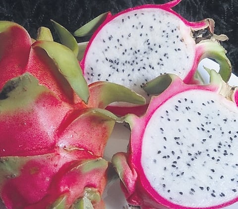 New nutrient-rich dragon fruit powder to help farmers