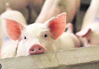 Many LSGIs across the state are dependent on pig farms for the disposal of food waste in the absence of waste treatment infrastructure.