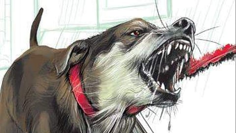Stray dog mauls six-month-old girl to death in Jharkhand village