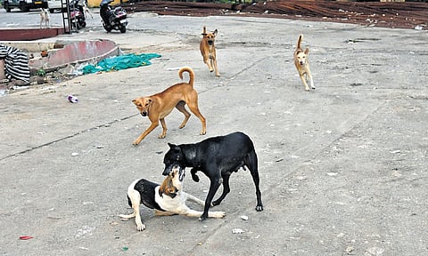 Stray dogs seen fighting on the streets of Hyderabad on Monday | Vinay Madapu