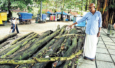 Timber provided by the forest department to renovate Chinese fishing nets at Fort Kochi lie rotting by the wayside 