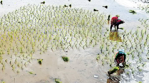 While many farmers rely on borewells, several others irrigated their fields using canals that receive Cauvery water