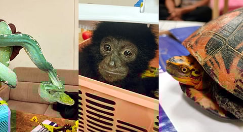 All the animals were either smuggled or in the process of being trafficked to foreign countries.