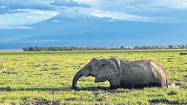 Masai Mara National Reserve, Kenya