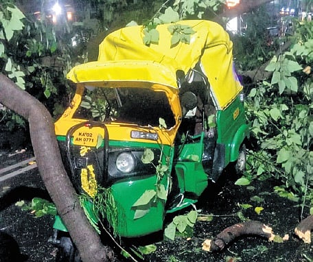 The autorickshaw on which a tree fell, killing its driver Shivarudraiah in Vijayanagar on Friday