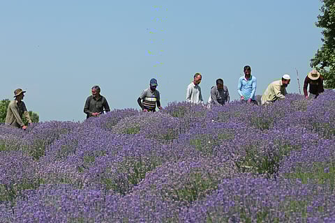 Lavender farming, once confined to fields in Europe, is now booming in the districts of Reasi, Kathua, and Udhampur.