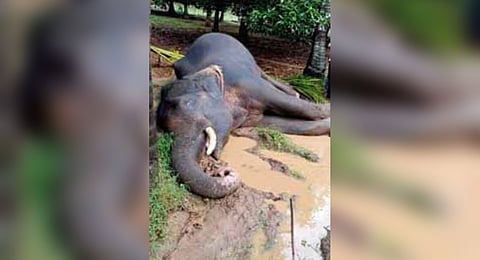 The carcass of the electrocuted elephant at Viriyankovil in Virudhanagar