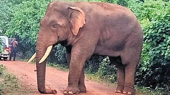 The electrocution might have been a fallout of bushmeat hunting.